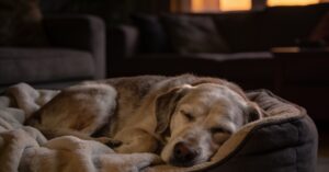 Sleeping tablets for dogs: Safe sleep aids, anxiety relief, and dosage