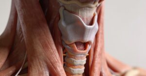 Flap preventing food from entering windpipe: How the epiglottis works