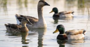 What is bird flu disease: Understanding Avian Influenza in Poultry