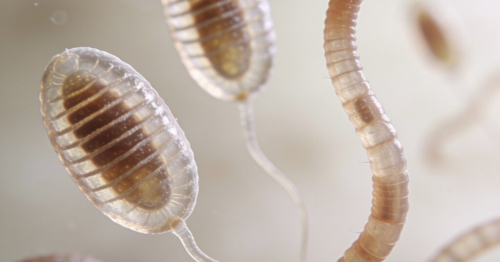 Threadworm in the UK: Symptoms, Treatment, and Prevention Guide